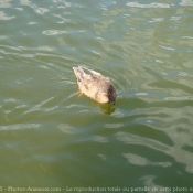 Photo de Canard