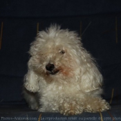 Photo de Bichon maltais