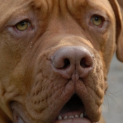 Photo de Dogue de bordeaux