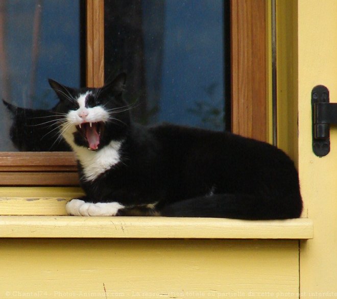 Photo de Chat domestique