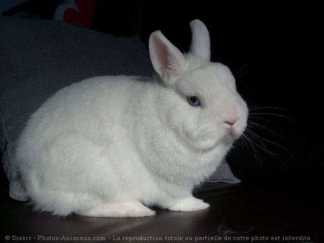 Photo de Lapin