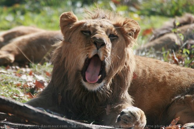 Photo de Lion