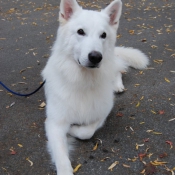 Photo de Berger blanc suisse