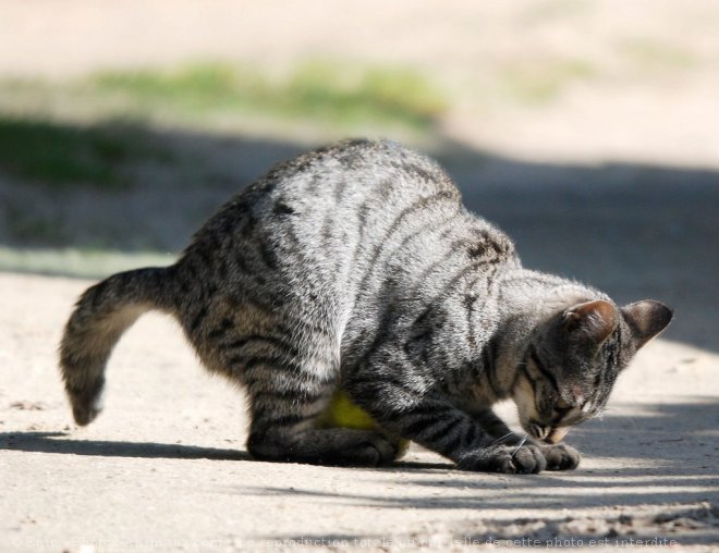 Photo de Chat domestique