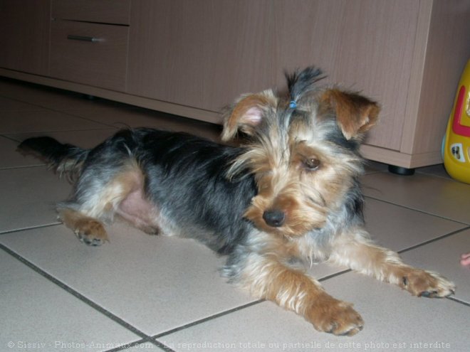 Photo de Yorkshire terrier