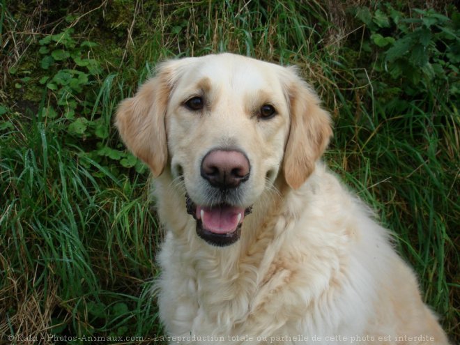 Photo de Golden retriever