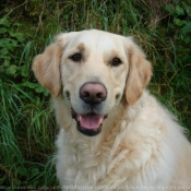 Photo de Golden retriever