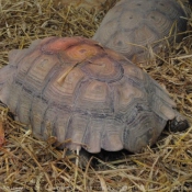 Photo de Tortue