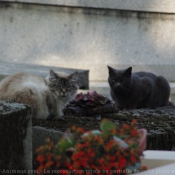 Photo de Chat domestique