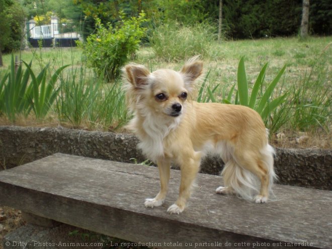 Photo de Chihuahua  poil long