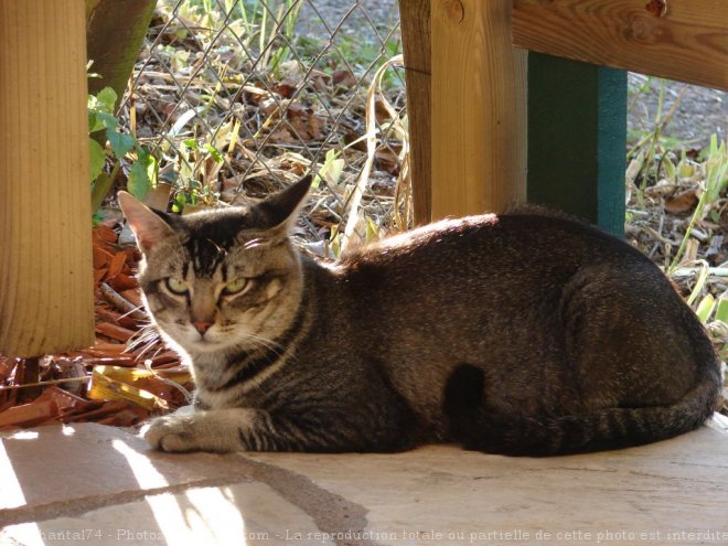 Photo de Chat domestique