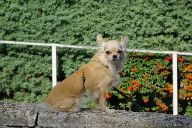 Photo de Chihuahua  poil long