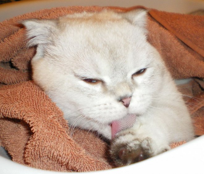 Photo de Scottish fold