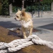 Photo de Chihuahua  poil long