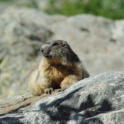 Photo de Marmotte