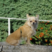 Photo de Chihuahua  poil long