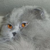 Photo de Scottish fold