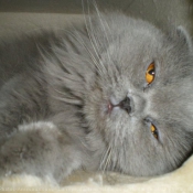 Photo de Scottish fold