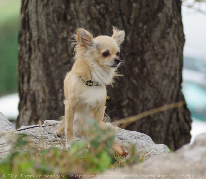 Photo de Chihuahua  poil long