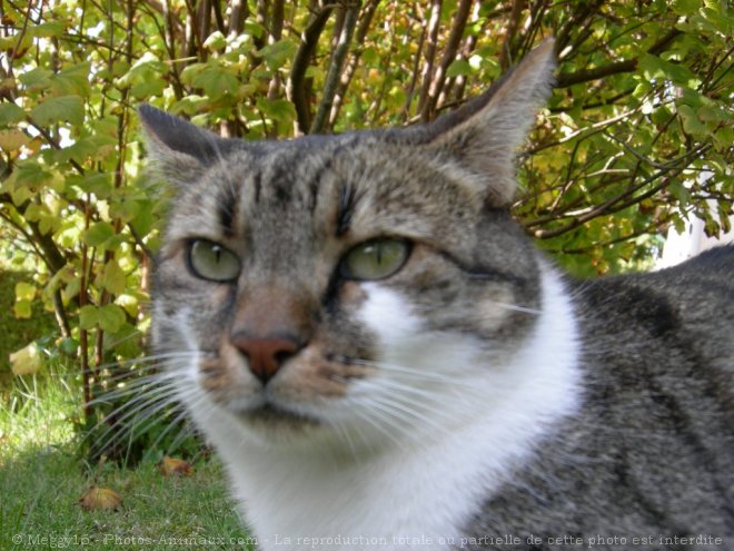 Photo de Chat domestique