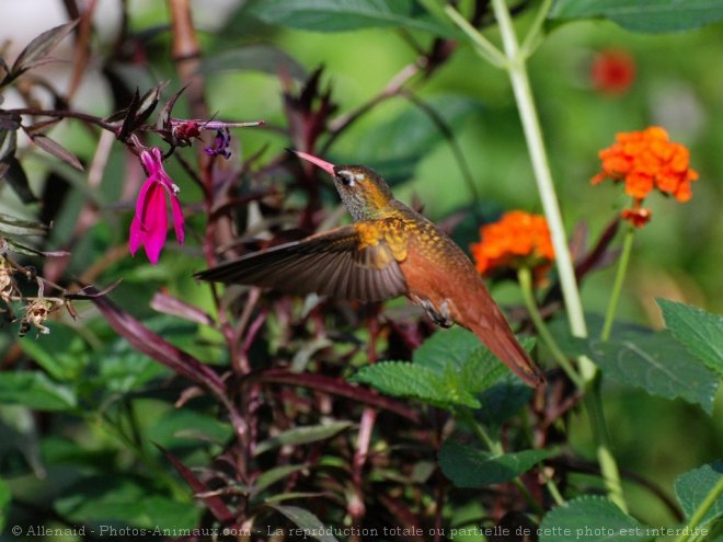 Photo de Colibri