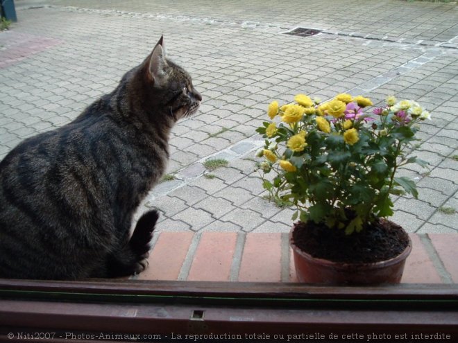 Photo de Chat domestique