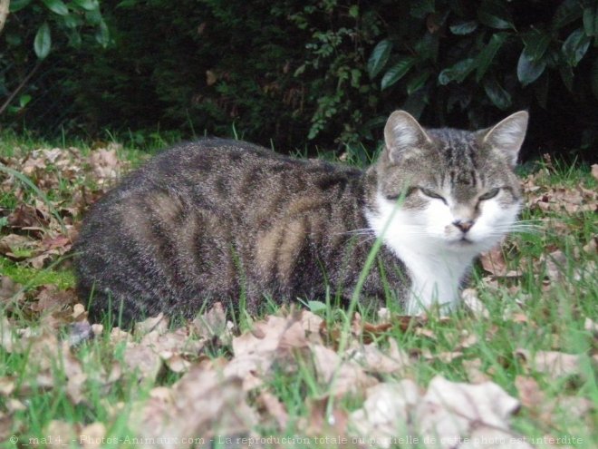 Photo de Chat domestique