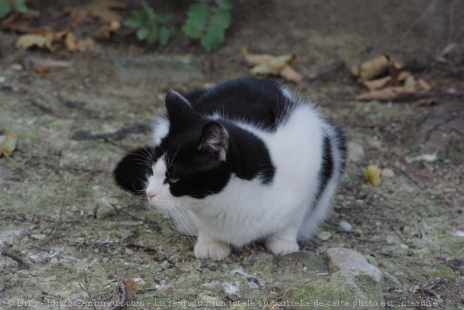 Photo de Chat domestique