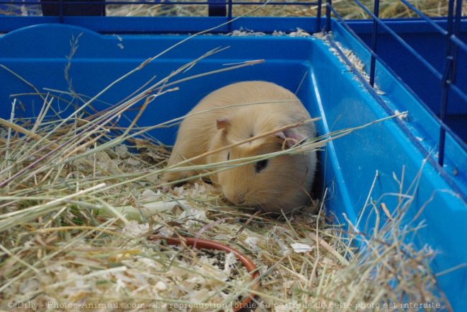 Photo de Cochon d'inde - couronn anglais