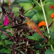 Photo de Colibri