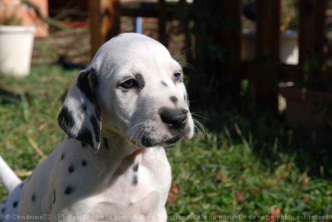 Photo de Dalmatien