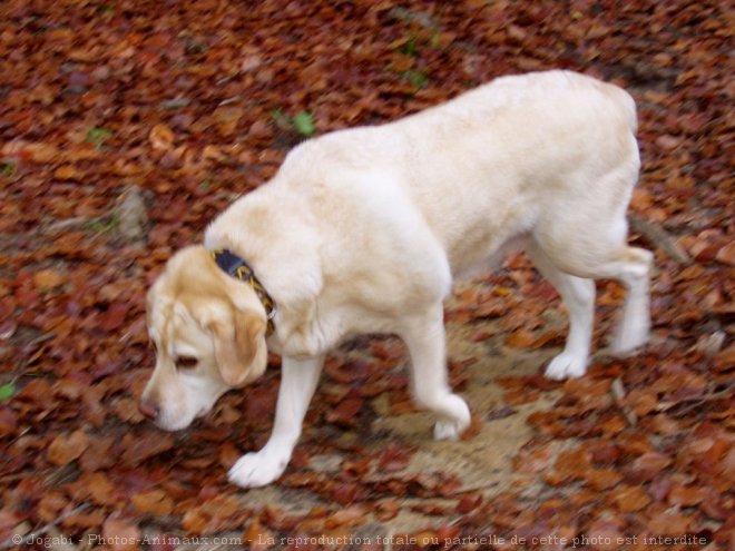 Photo de Labrador retriever