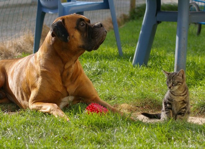 Photo de Races diffrentes