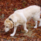 Photo de Labrador retriever