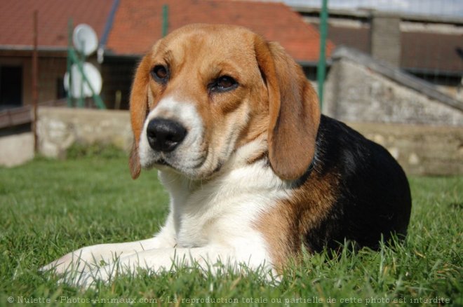 Photo de Beagle