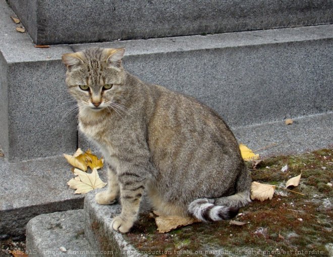 Photo de Chat domestique