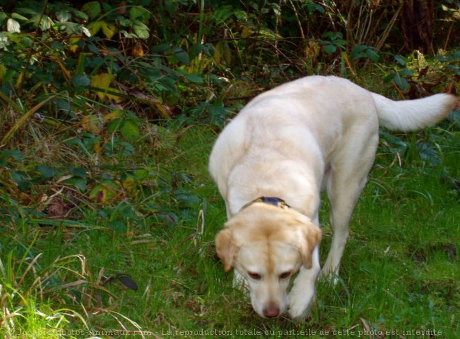 Photo de Labrador retriever