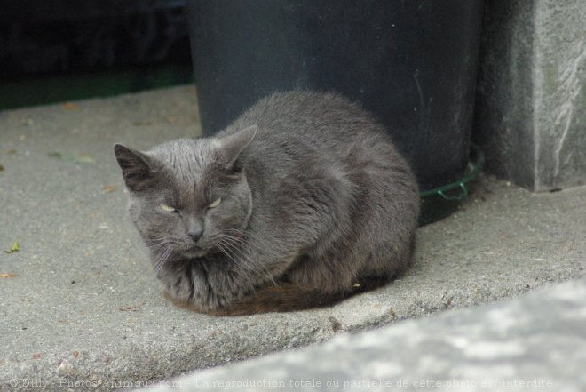 Photo de Chat domestique