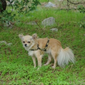 Photo de Chihuahua  poil long