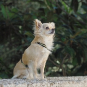 Photo de Chihuahua  poil long