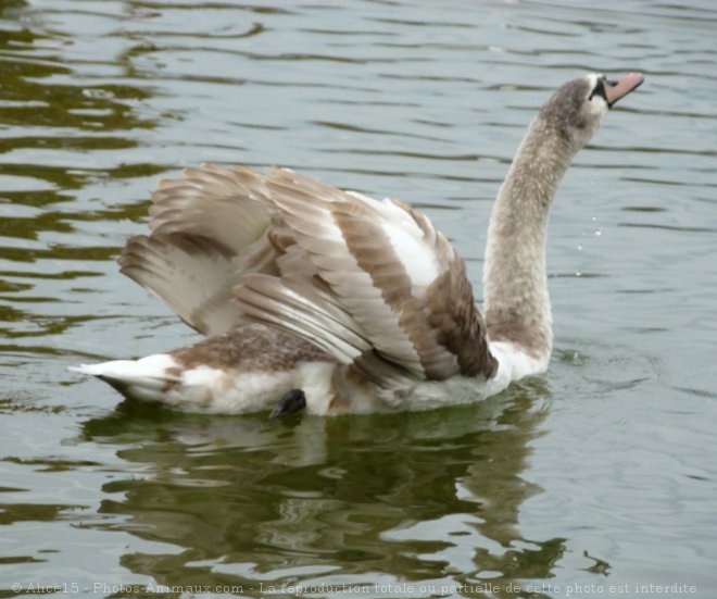 Photo de Cygne