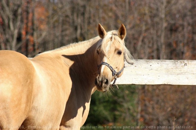 Photo de Quarter horse