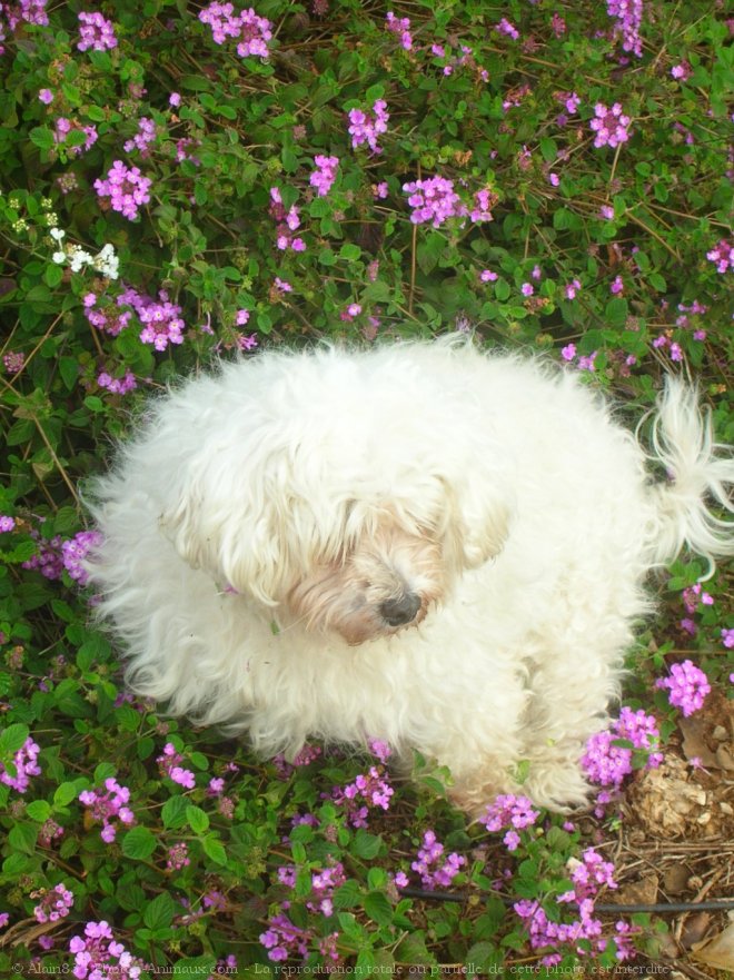 Photo de Bichon maltais