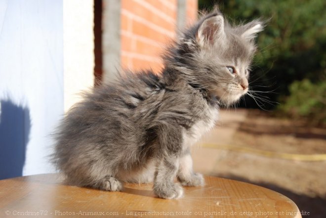 Photo de Maine coon