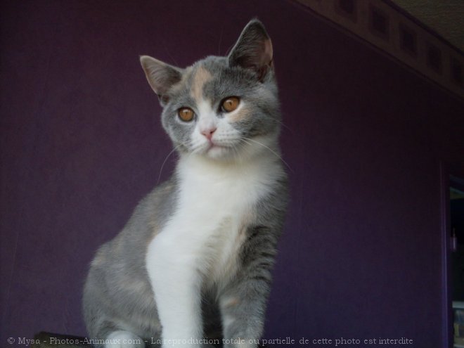 Photo de British shorthair