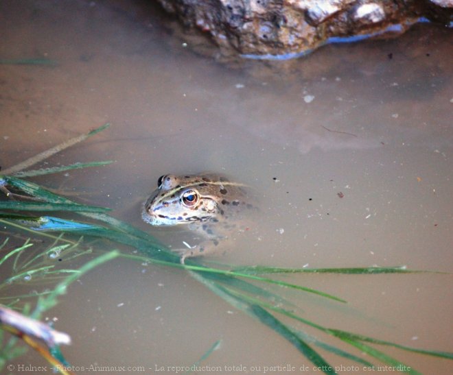 Photo de Grenouille