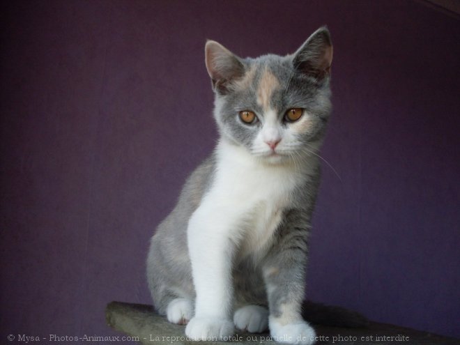 Photo de British shorthair