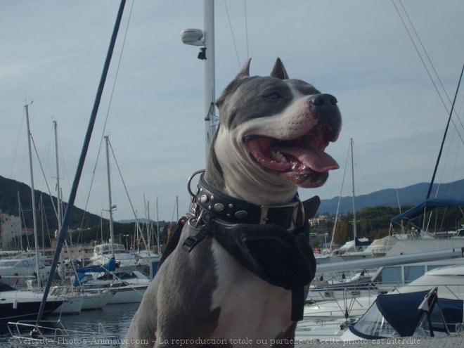 Photo d'American staffordshire terrier