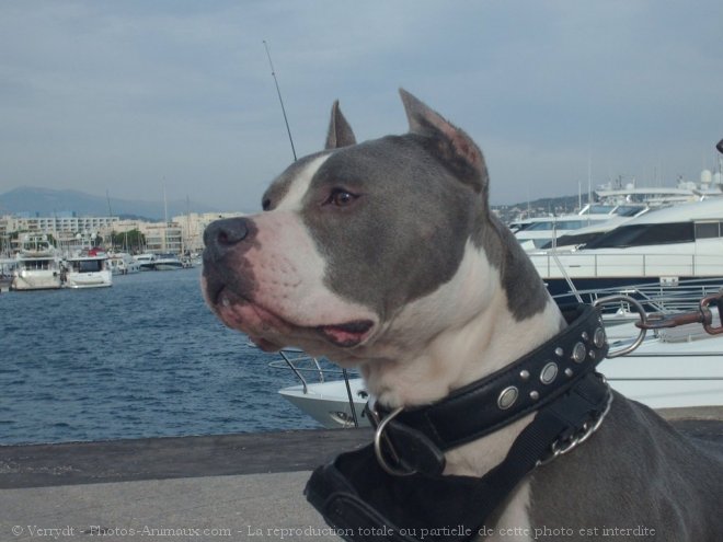 Photo d'American staffordshire terrier