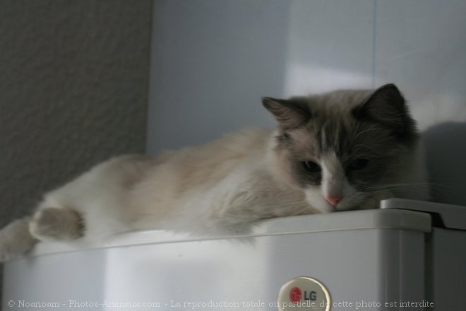 Photo de Ragdoll